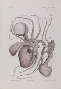 Papír Nautilus, Argonauta nodosa